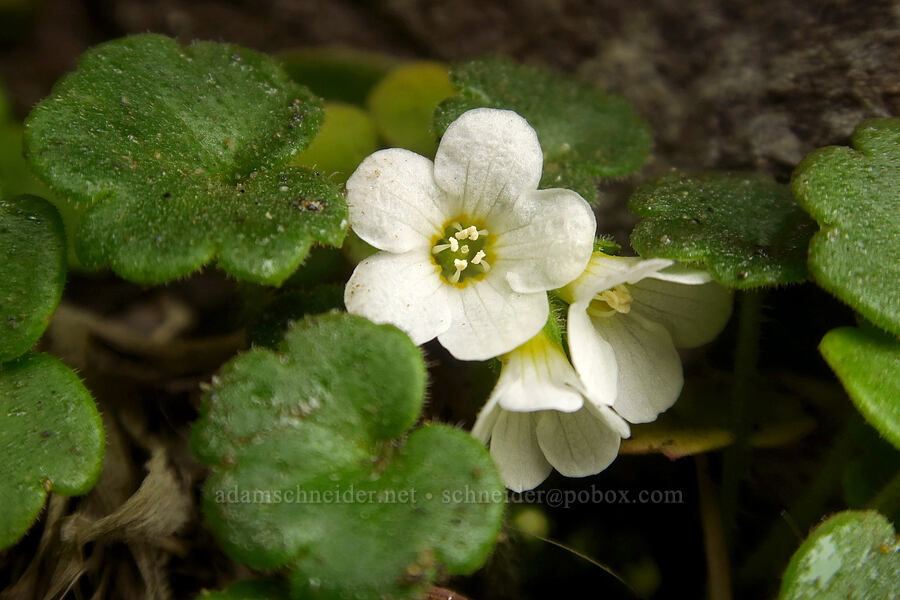 Tracy's mist-maidens (Romanzoffia tracyi) [Kissing Rock Wayside, Curry County, Oregon]