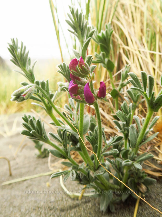 silky beach pea, budding (Lathyrus littoralis) [Kissing Rock Wayside, Curry County, Oregon]