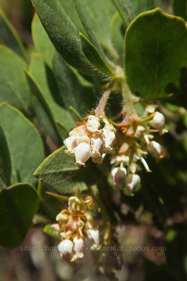 Columbia manzanita (Arctostaphylos columbiana) [Hunter Creek Bog ACEC, Curry County, Oregon]