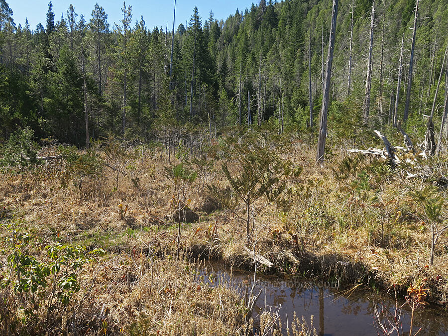 Hunter Creek Bog [Hunter Creek Bog ACEC, Curry County, Oregon]