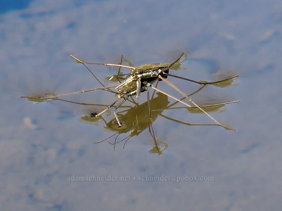 pair of water striders (Aquarius remigis (Gerris remigis)) [Hunter Creek Bog ACEC, Curry County, Oregon]