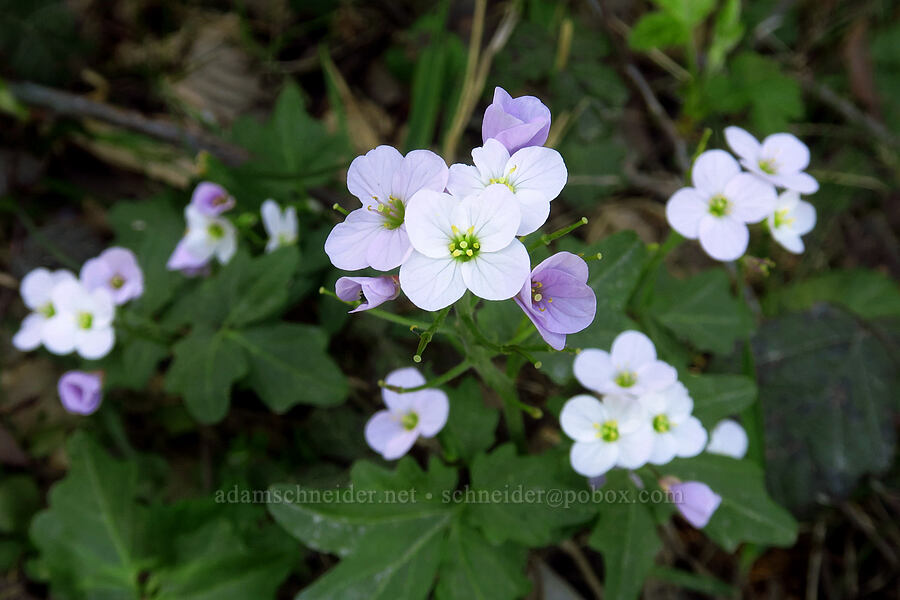 seaside bitter-cress (Cardamine angulata) [Forest Road 3680, Curry County, Oregon]