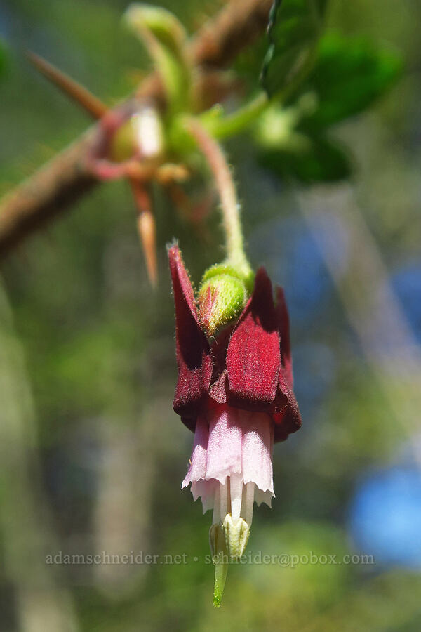 coast prickly gooseberry (Ribes menziesii) [Forest Road 3680, Curry County, Oregon]