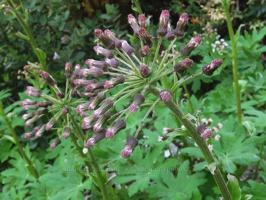 palmate coltsfoot, going to seed (Petasites frigidus var. palmatus) [Forest Road 3680, Curry County, Oregon]
