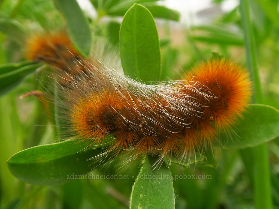 Ranchman's tiger moth caterpillars (Platyprepia virginalis (Arctia virginalis)) [Sisters Rock State Park, Curry County, Oregon]