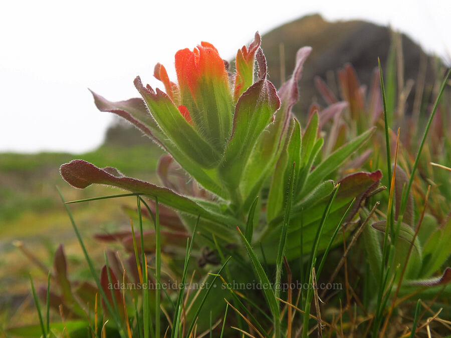 Oregon Coast paintbrush (Castilleja litoralis (Castilleja affinis ssp. litoralis)) [Sisters Rock State Park, Curry County, Oregon]