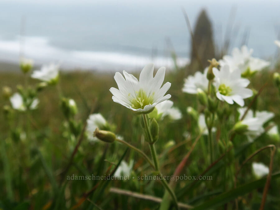 chickweed (Cerastium arvense) [Cape Blanco State Park, Curry County, Oregon]