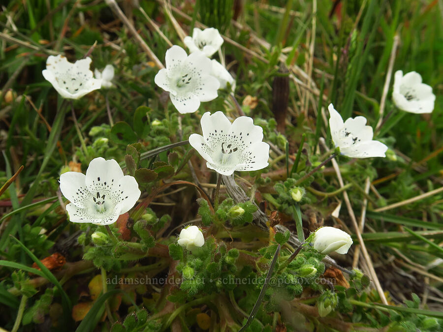 white baby-blue-eyes (Nemophila menziesii var. atomaria) [Cape Blanco State Park, Curry County, Oregon]