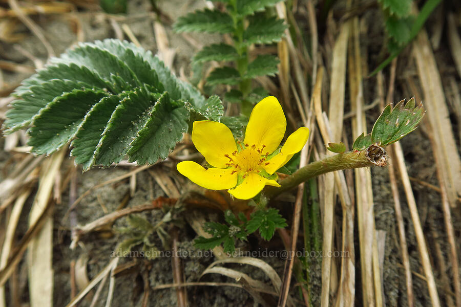 silverweed cinquefoil (Potentilla anserina ssp. pacifica (Argentina pacifica)) [Cape Blanco State Park, Curry County, Oregon]