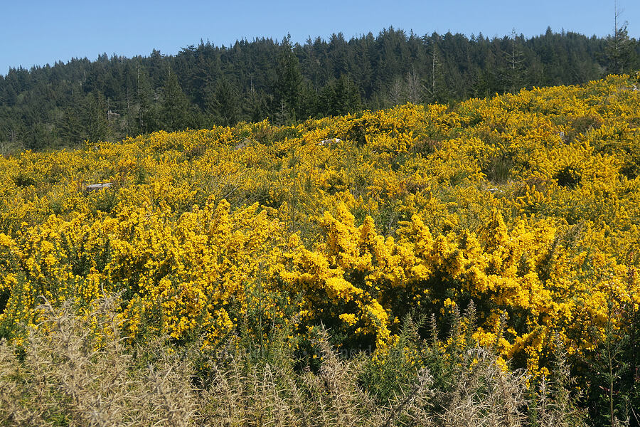 common gorse (Ulex europaeus) [Dewey Road, Curry County, Oregon]