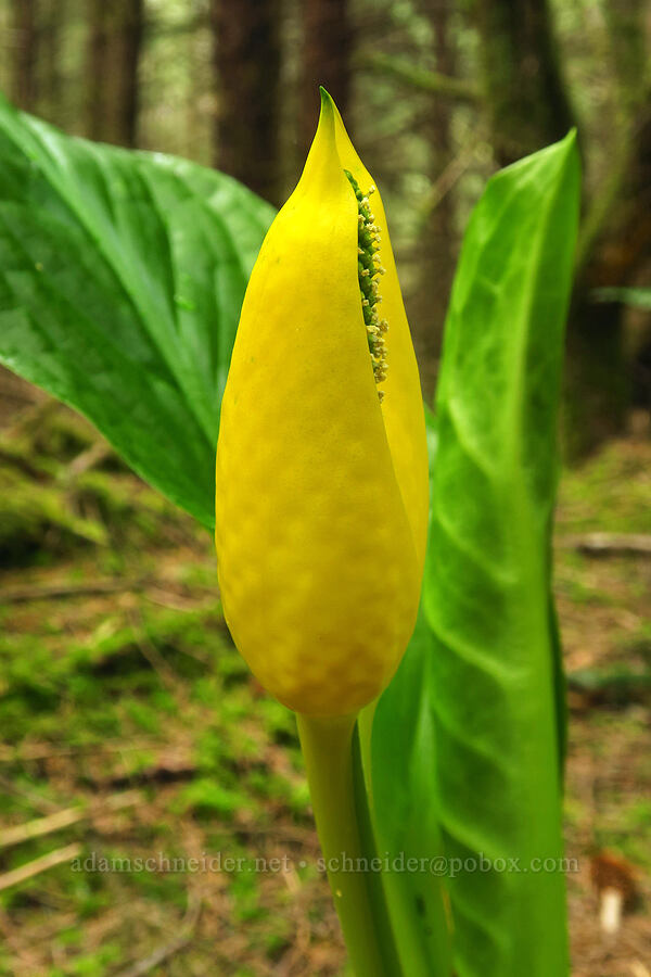 skunk cabbage (Lysichiton americanus) [Blacklock Point Trail, Curry County, Oregon]