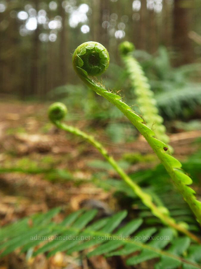 deer fern (Blechnum spicant (Struthiopteris spicant)) [Blacklock Point Trail, Curry County, Oregon]