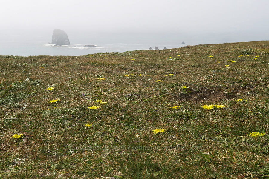 bear's-foot sanicle (footsteps-of-spring) (Sanicula arctopoides) [Blacklock Point, Curry County, Oregon]