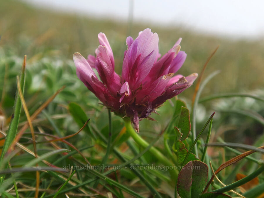 springbank/cow's clover (Trifolium wormskioldii) [Blacklock Point, Curry County, Oregon]