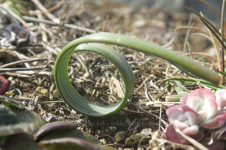 Tolmie's mariposa lily leaf (Calochortus tolmiei) [Blacklock Point, Curry County, Oregon]