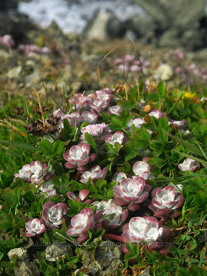 broad-leaf stonecrop (Sedum spathulifolium) [Blacklock Point, Curry County, Oregon]