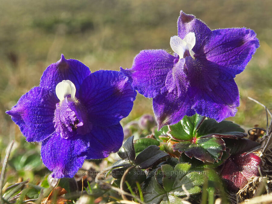 coast larkspur (Delphinium decorum ssp. decorum) [Blacklock Point, Curry County, Oregon]