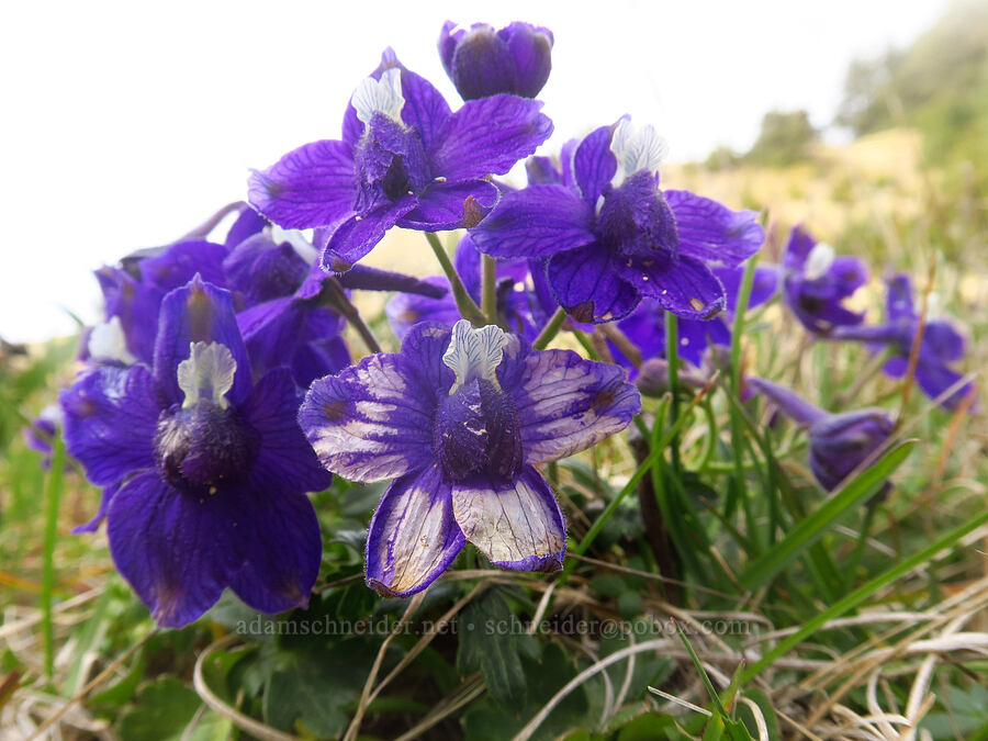 coast larkspur (Delphinium decorum ssp. decorum) [Blacklock Point, Curry County, Oregon]