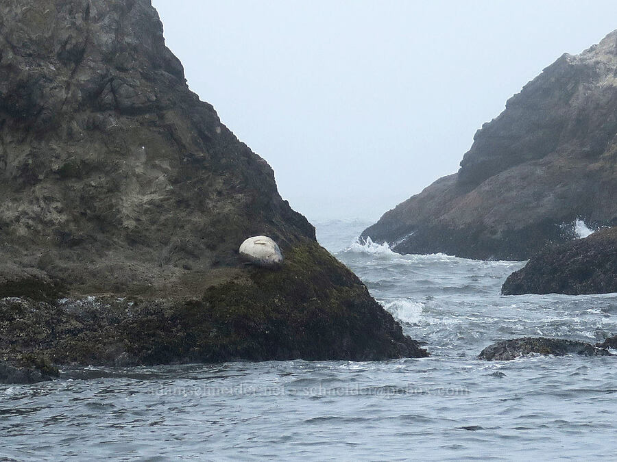 harbor seal (Phoca vitulina) [Coquille Point, Coos County, Oregon]