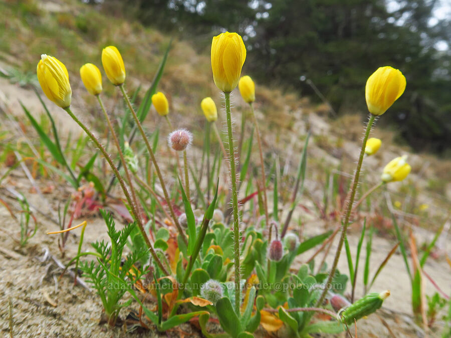 cream-cups, closed up for the day (Platystemon californicus) [North Bank Lane, Coos County, Oregon]