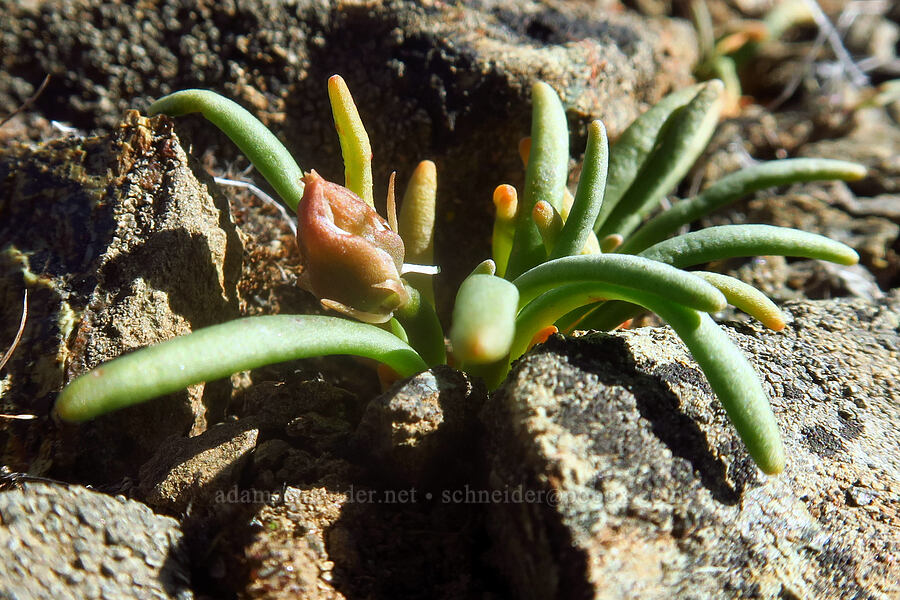 bitterroot, budding (Lewisia rediviva) [China Hill, Yreka, Siskiyou County, California]