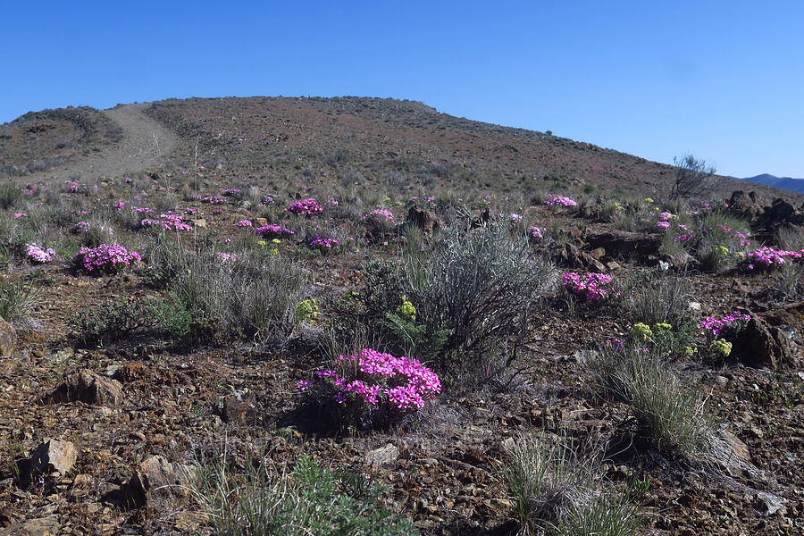 Yreka phlox (Phlox hirsuta) [China Hill, Yreka, Siskiyou County, California]