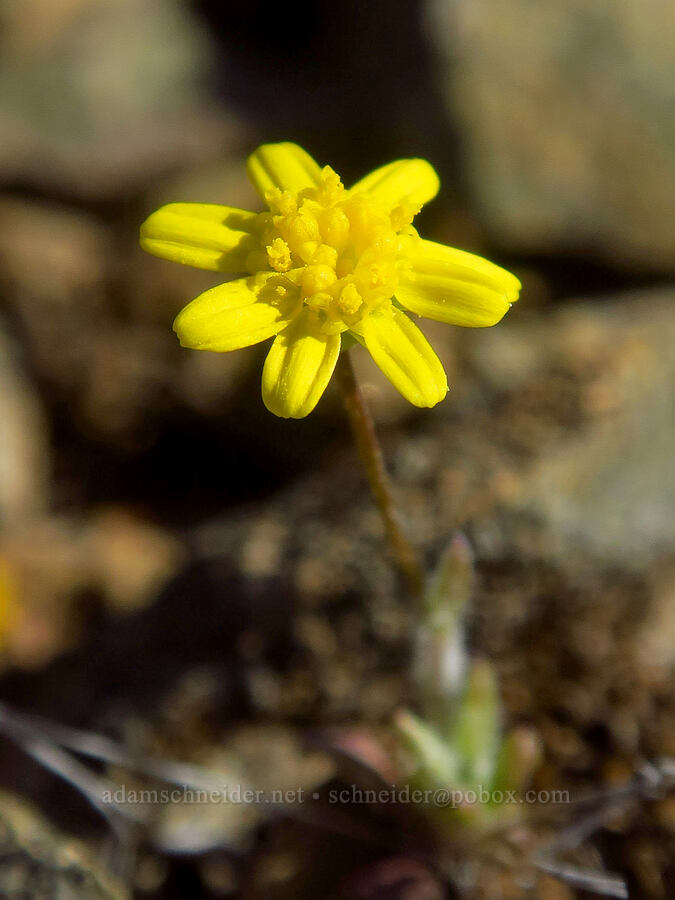 gold star (Crocidium multicaule) [China Hill, Yreka, Siskiyou County, California]