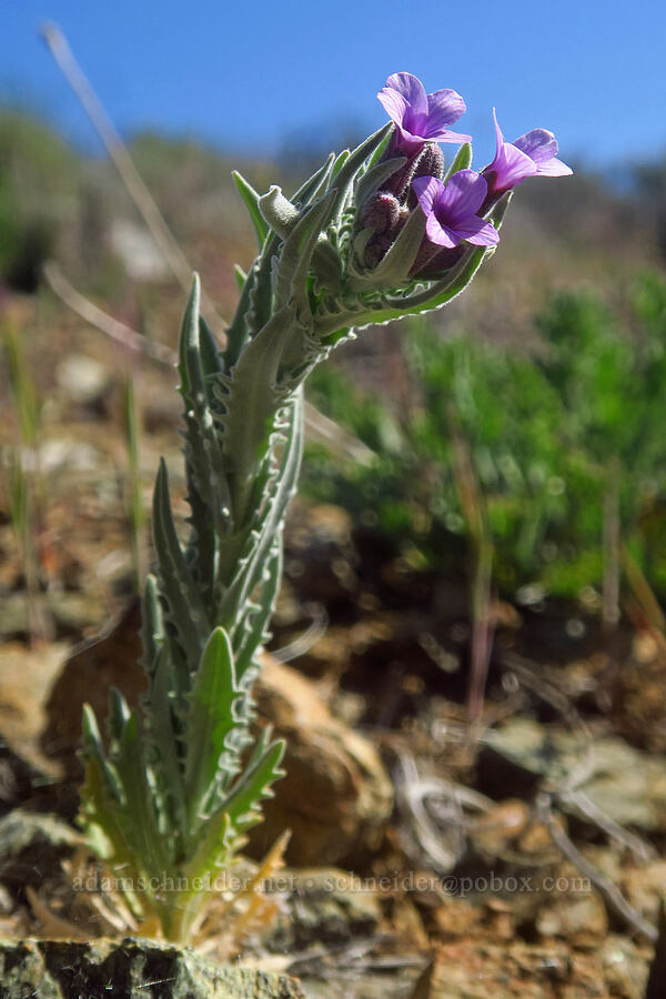 Klamath rock-cress (Boechera subpinnatifida (Arabis subpinnatifida)) [China Hill, Yreka, Siskiyou County, California]