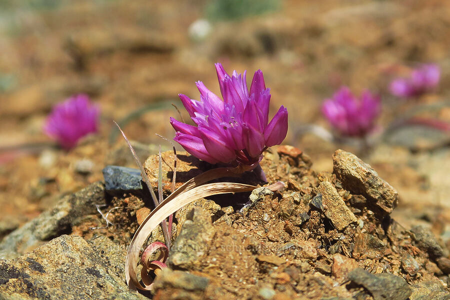 sickle-leaf onion flowers (Allium falcifolium) [China Hill, Yreka, Siskiyou County, California]