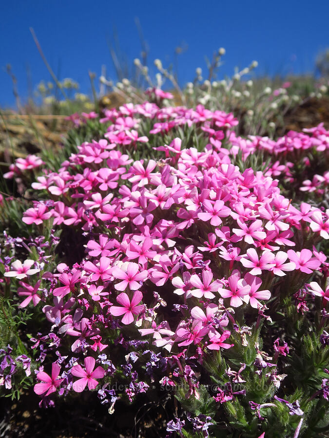 Yreka phlox (Phlox hirsuta) [China Hill, Yreka, Siskiyou County, California]