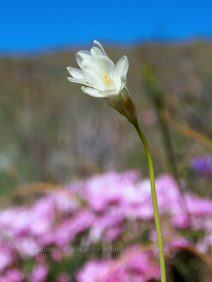 white blue dicks (Dipterostemon capitatus (Dichelostemma capitatum)) [China Hill, Yreka, Siskiyou County, California]