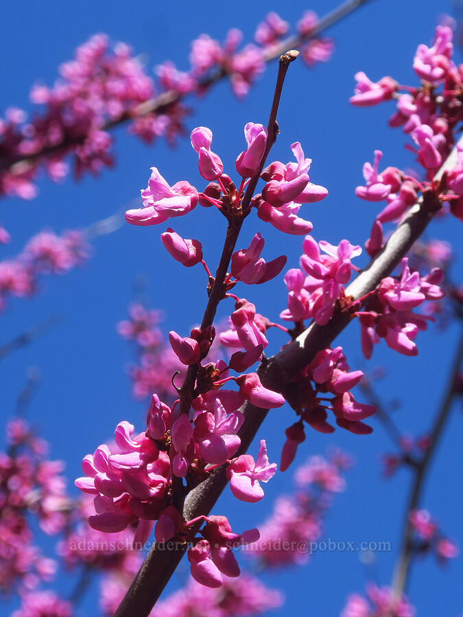 western redbud (Cercis occidentalis) [Conant Road, Shasta County, California]