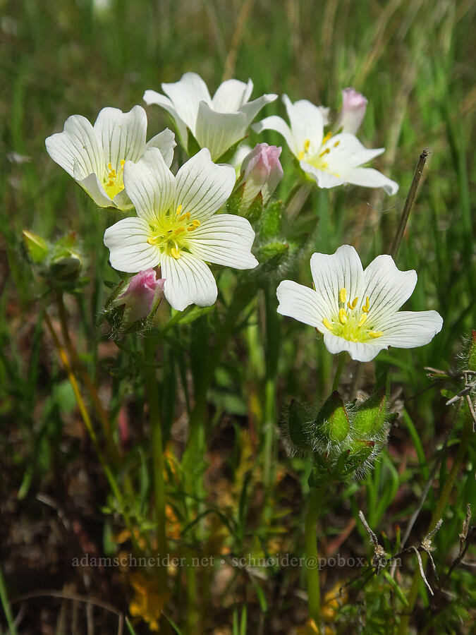 white meadow-foam (Limnanthes alba ssp. versicolor) [Highway 44, Shasta County, California]