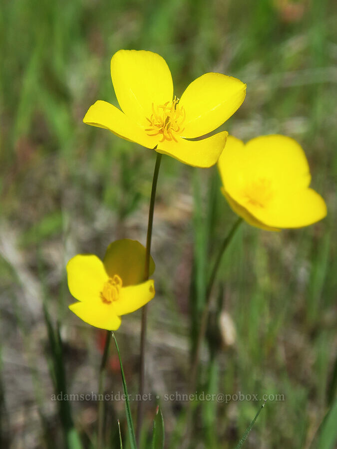 frying-pan poppies (Eschscholzia lobbii) [Highway 44, Shasta County, California]