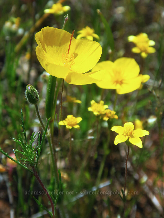 frying-pan poppies & goldfields (Eschscholzia lobbii, Lasthenia sp.) [Highway 44, Shasta County, California]