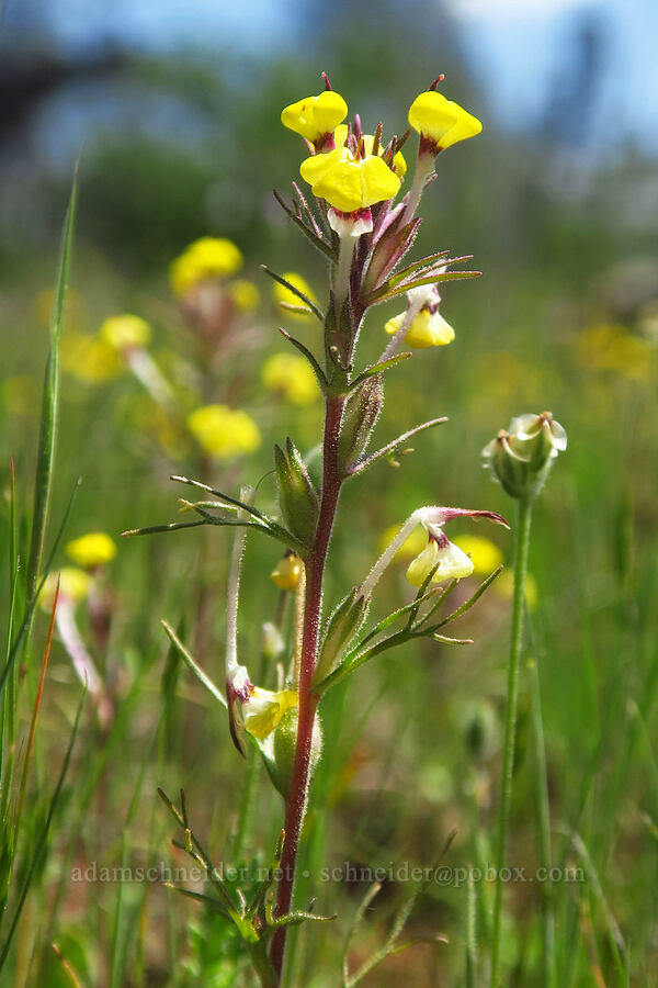 butter-and-eggs (Triphysaria eriantha ssp. eriantha) [Highway 44, Shasta County, California]