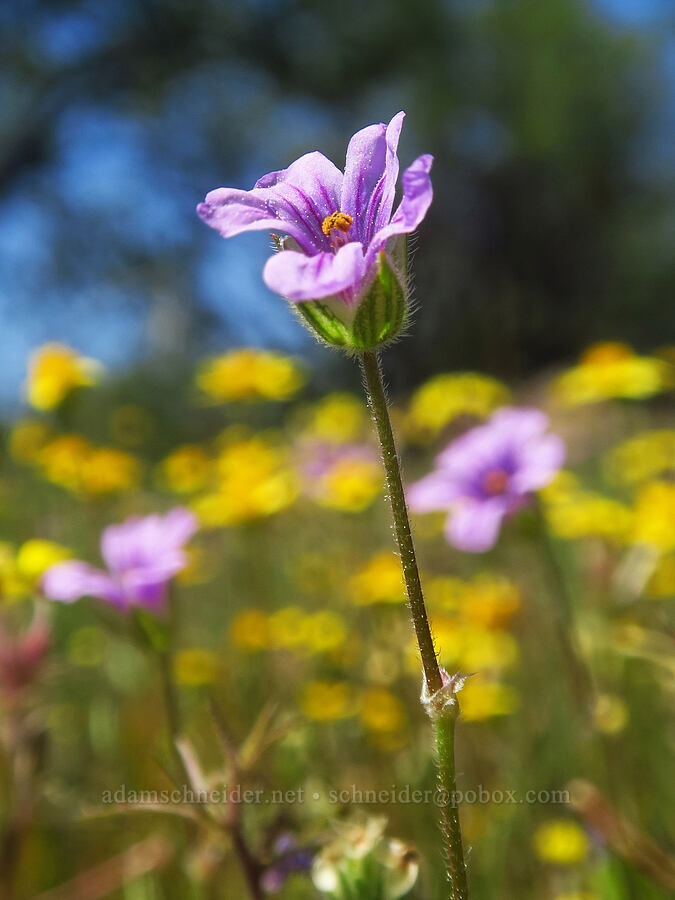 long-beak filaree (Erodium botrys) [Highway 44, Shasta County, California]