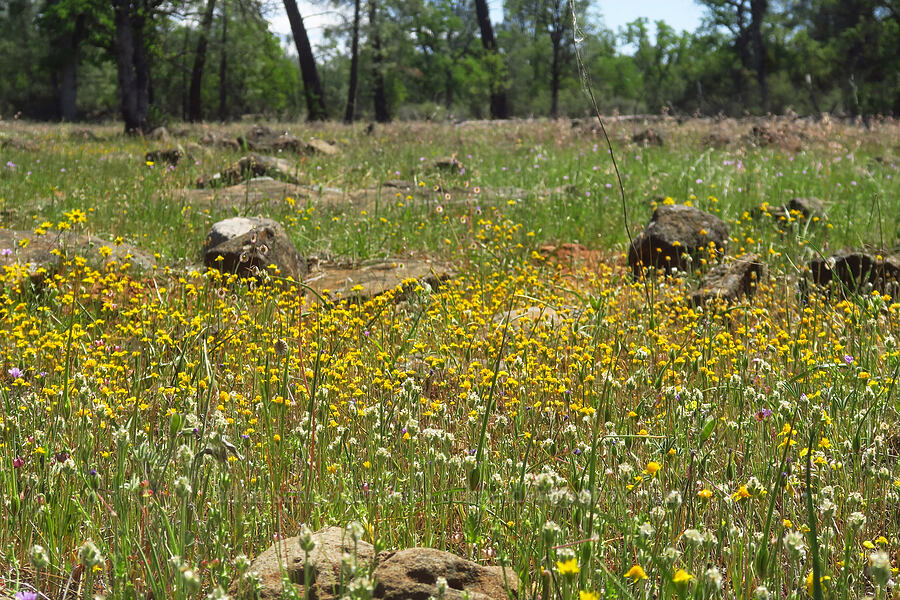 goldfields & plantain (Lasthenia californica, Plantago erecta) [Highway 44, Shasta County, California]