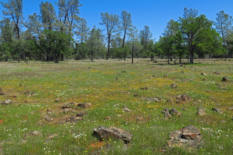 wildflowers & oak trees [Highway 44, Shasta County, California]