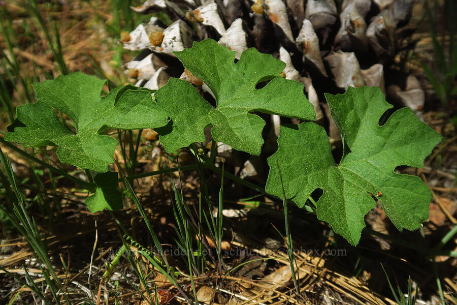 California man-root (Marah fabacea (Marah fabaceus)) [Highway 44, Shasta County, California]