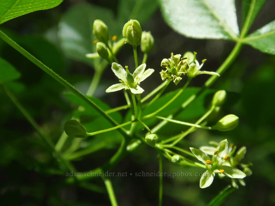 California hop-tree (Ptelea crenulata) [Highway 44, Shasta County, California]