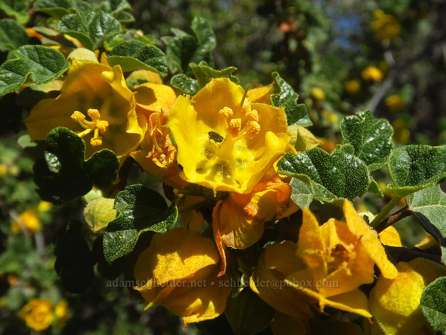 California flannel-bush (Fremontodendron californicum) [Highway 44, Shasta County, California]