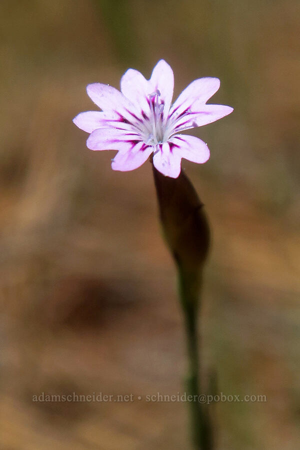 windmill pink (Petrorhagia dubia) [Highway 44, Shasta County, California]
