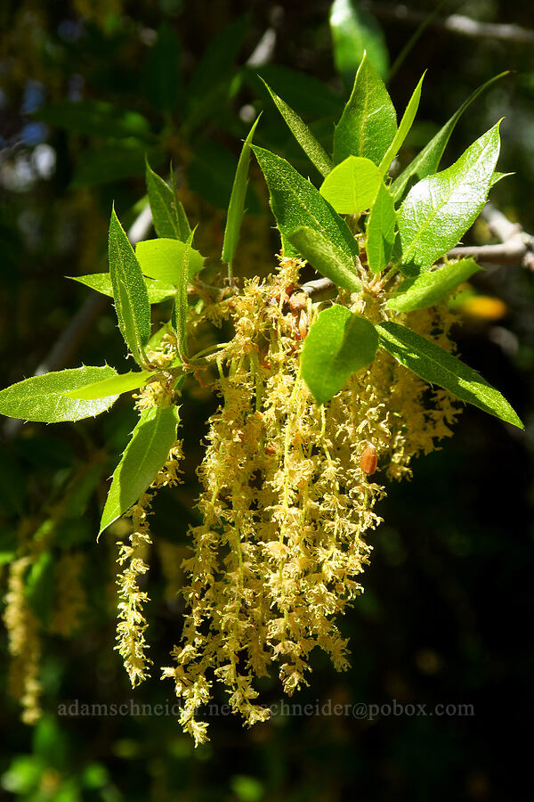 inland scrub oak (Quercus berberidifolia) [Highway 44, Shasta County, California]