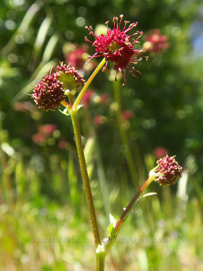 purple sanicle (Sanicula bipinnatifida) [Highway 44, Shasta County, California]