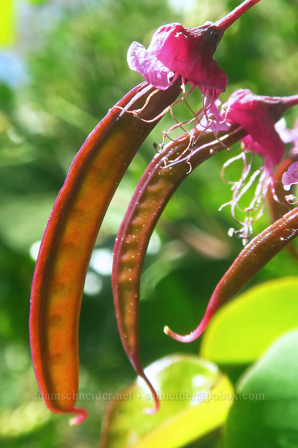 western redbud (Cercis occidentalis) [Highway 44, Shasta County, California]