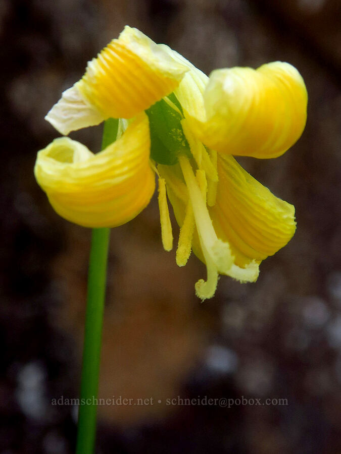 Sierra fawn lily, fading (Erythronium multiscapideum) [Highway 44, Shasta County, California]