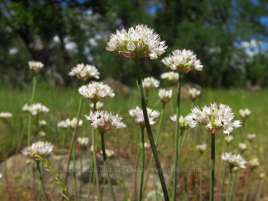 narrow-leaved onions (Allium amplectens) [Highway 44, Shasta County, California]