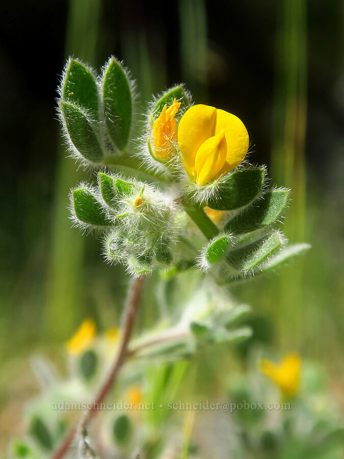 foothill deer-vetch (Acmispon brachycarpus (Lotus humistratus)) [Highway 44, Shasta County, California]