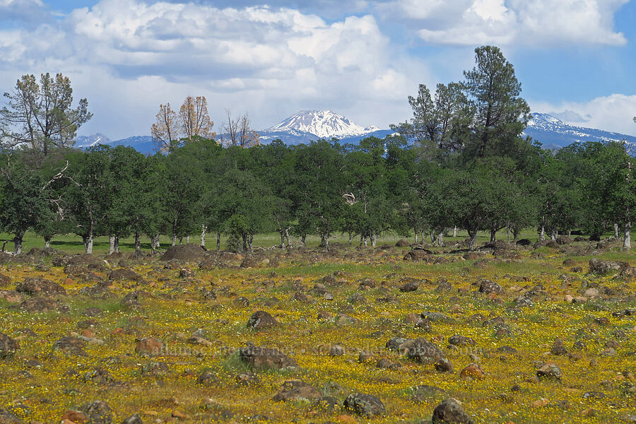 Lassen Peak [Wildcat Road, Tehama County, California]